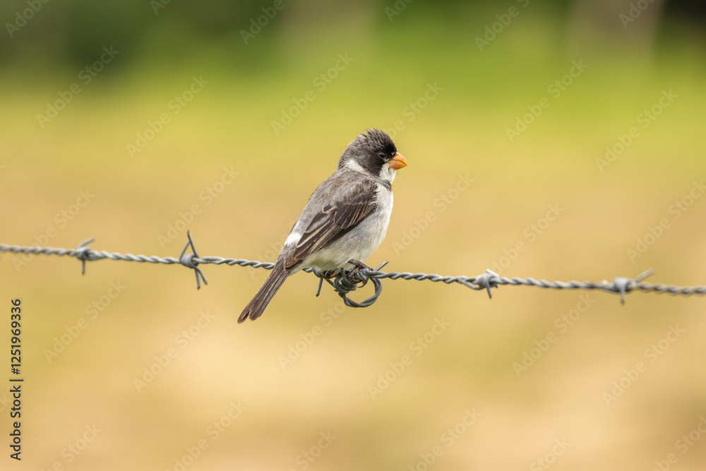 bird bird