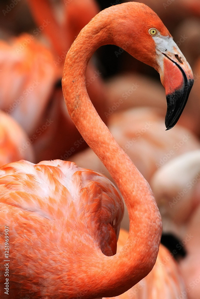 Obraz premium Pink Flamingo Close Up