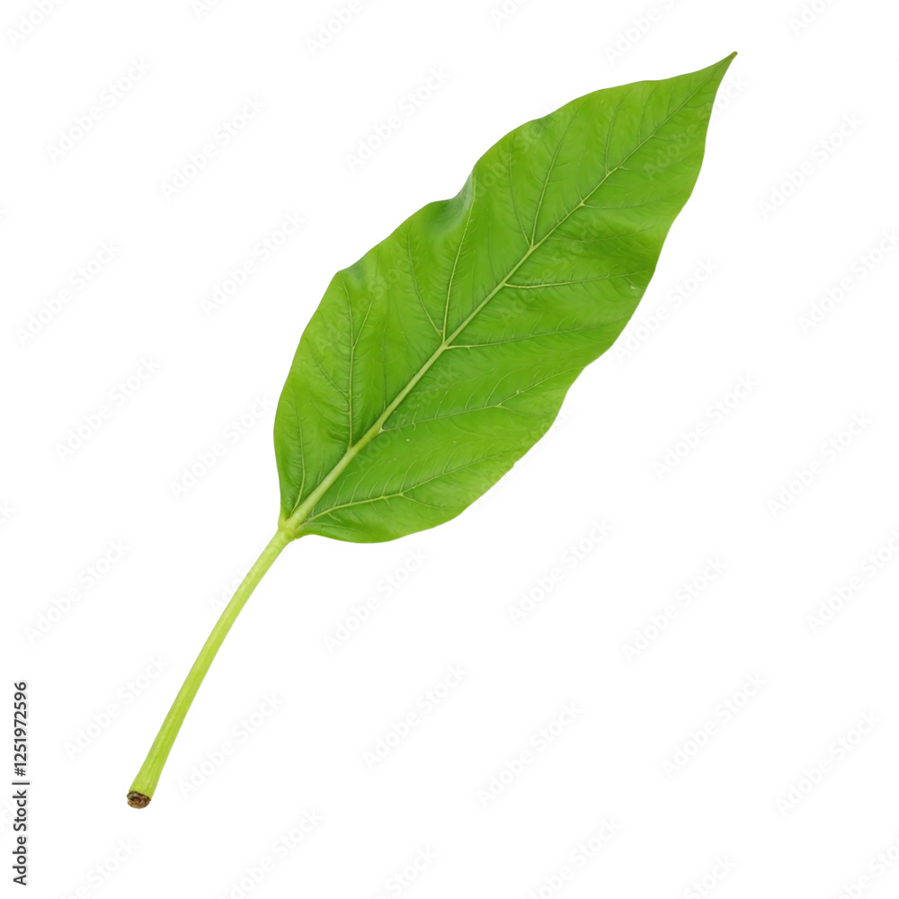 Obraz premium Closeup image of a single, vibrant green leaf isolated on a cutout background.