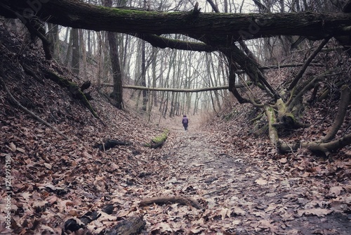 Fallen trees in the Saint Apollonia Gorge in Brudzenski Landscape Park in Poland.