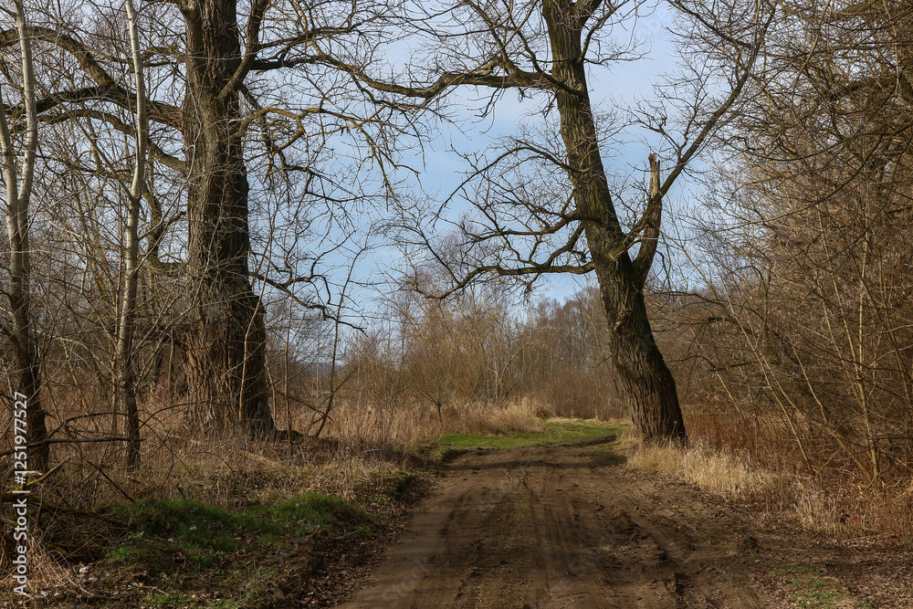 A dirt road running between two trees. A dirt road running between two trees.