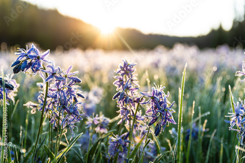 Sunrise Over Frosty Purple Wildflowers photo