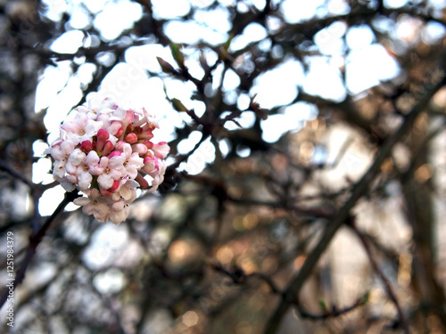 Close-up of a cluster of Culver’s root or Fragrant Viburnum (Viburnum farreri Stearn) blooming amongst twigs in Bonn, Germany in February photo