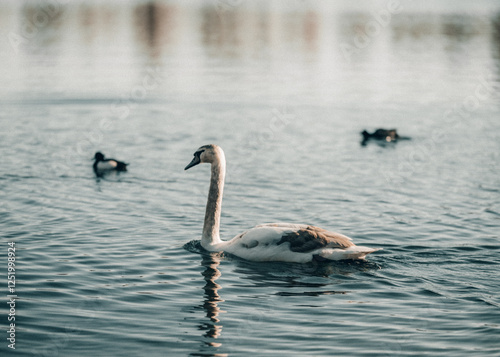 Fototapeta Naklejka Na Ścianę i Meble -  swan and ducks