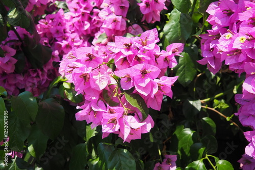 Bougainvillea is a genus of thorny ornamental vines, bushes, trees belonging to family Nyctaginaceae. They are native to Brazil, Bolivia, Paraguay, Peru, and Argentina. Numerous bright pink flowers photo