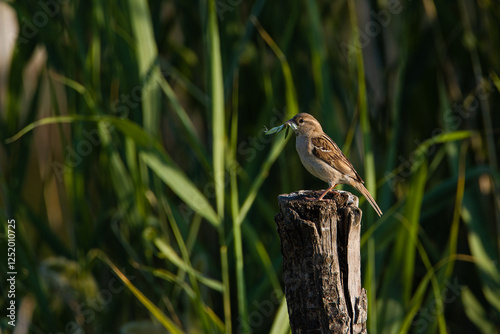 Passer domesticus - Sparrow bird perched on a tree stump. Wild songbird