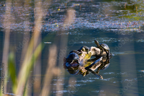 European pond turtle (Emys orbicularis) photo