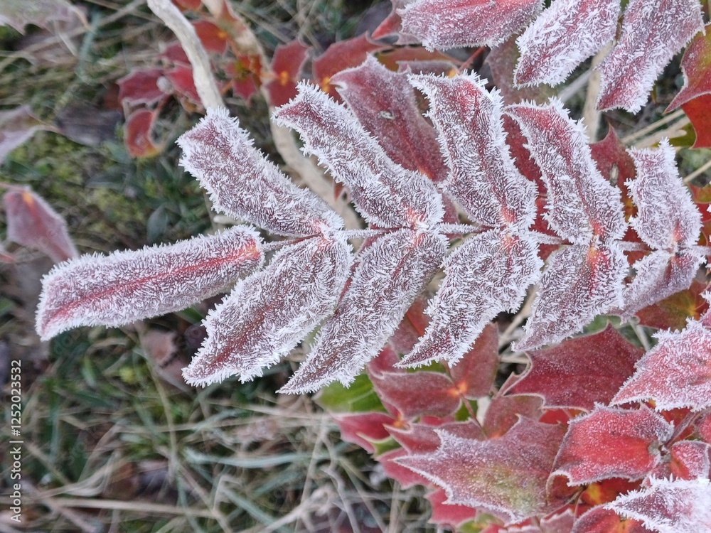 frozen leaf, frost, frosty morning, beautiful day, winter landscape, winter, suffolk, uk frozen leaf, frost, frosty morning, beautiful day, winter landscape, winter, suffolk, uk