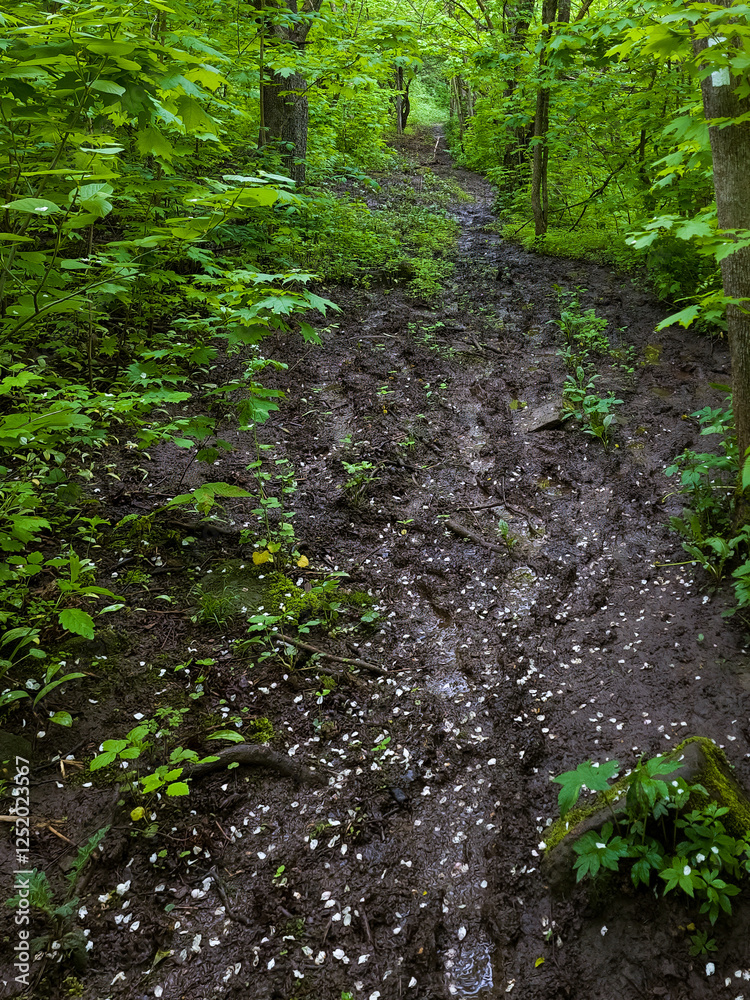 Obraz premium An early morning spring season muddy hiking trail in the woods with lots of foot prints and fallen white petals. Green plants, bushes and leaves surrounding the trail.