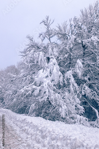 snowfall. The trees are dressed in snow for the photo