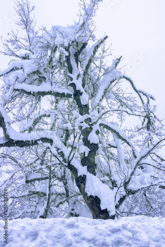 snowfall. The trees are dressed in snow for the photo