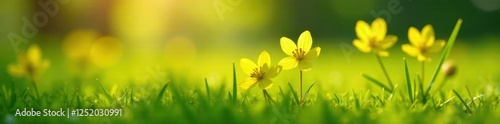 Toothwort flowers in green grass with warm golden light, green grass, wildflower photo