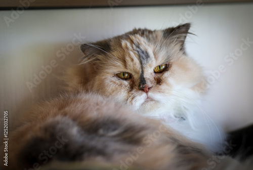 Portrait of a femal british longhair photo