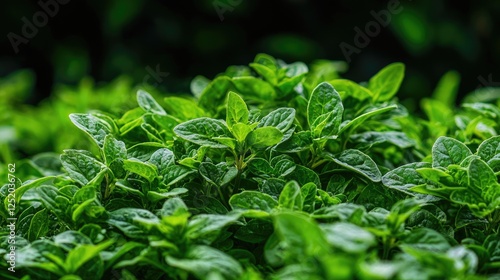 Lush oregano plants growing outdoors, close-up view