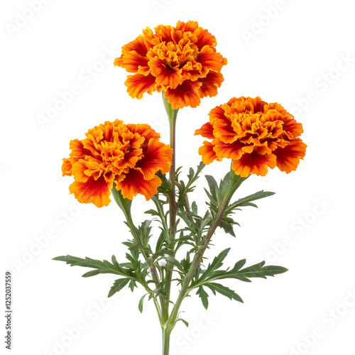 Flowering Marigold Plant with Bright Orange Flowers Isolated on Transparent Background