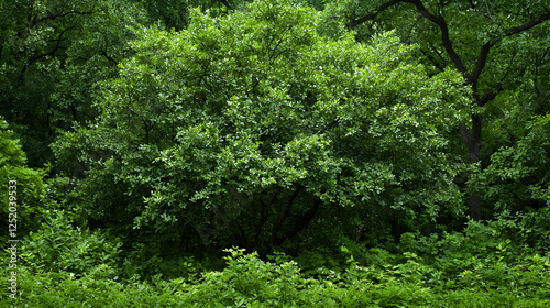 Lush green forest canopy, dense foliage, natural background, nature wallpaper