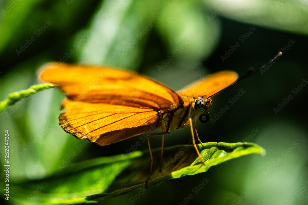 Obraz premium butterfly on leaf