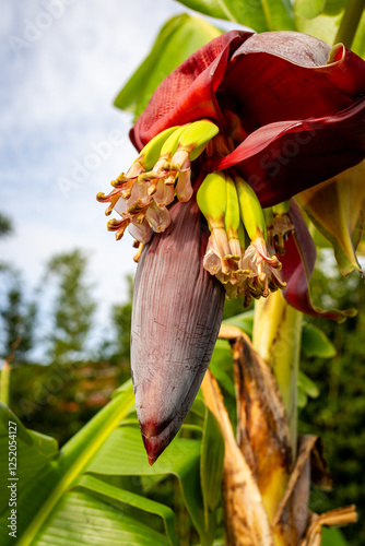 Java banana tree in flower