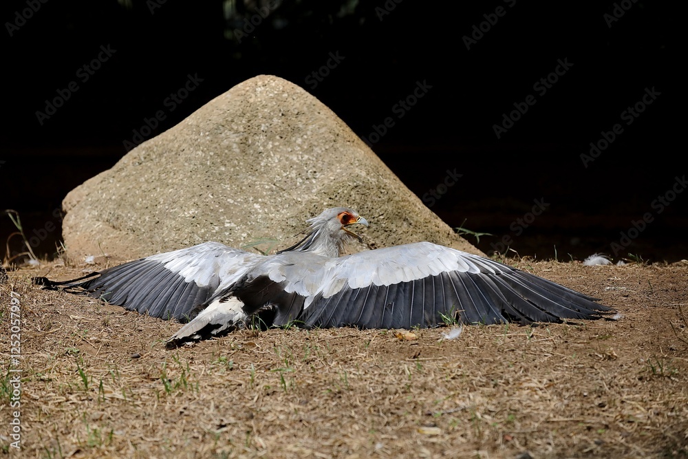 Fototapeta premium 地面に伏せて羽を広げるヘビクイワシ