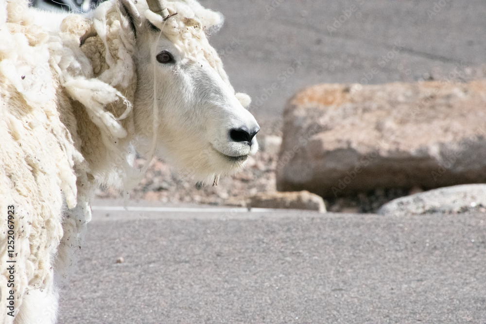 Mountain Goat Mount Evans Colorado Mountain Goat Mount Evans Colorado