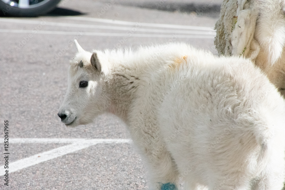 Mountain Goat Mount Evans Colorado Mountain Goat Mount Evans Colorado