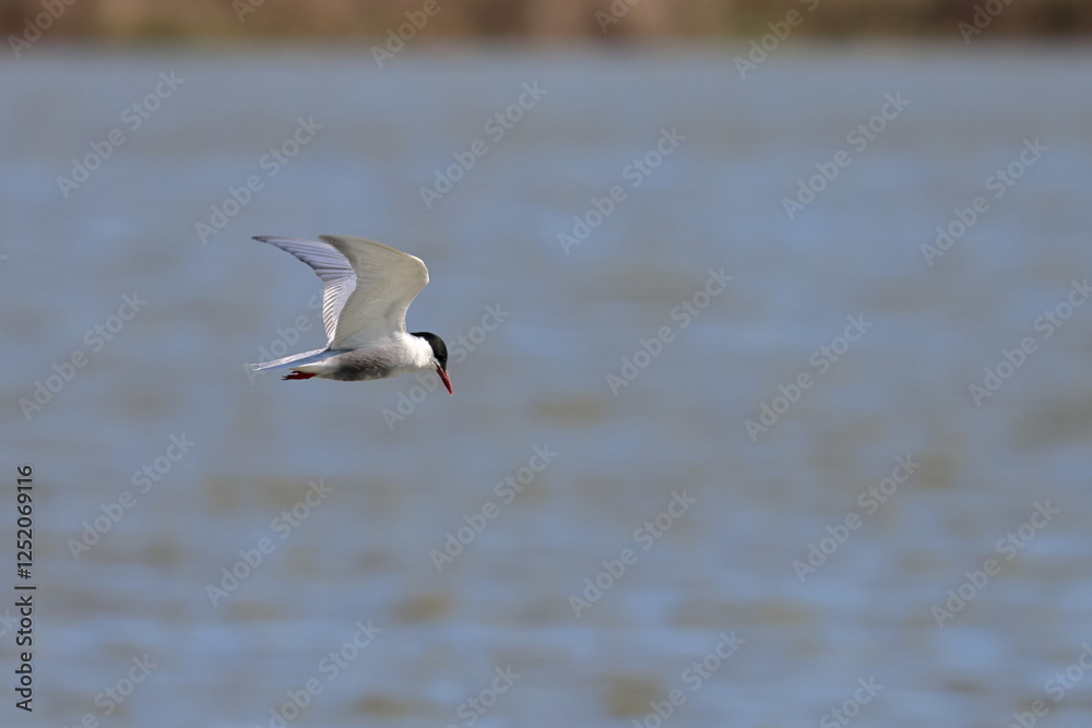 Naklejka premium whiskered tern