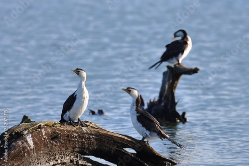 little pied cormorant photo