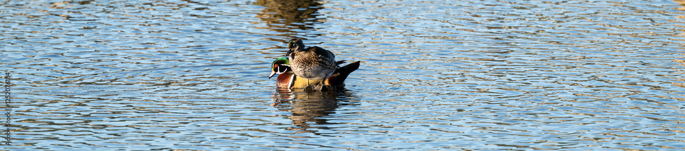 Obraz premium Pair or wood ducks, male and female, perched on a low old wood dock piing in Lake Washington on a sunny winter day, Juanita Bay Park, Kirkland, Washington 