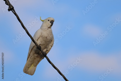 sulphur crested cockatoo photo