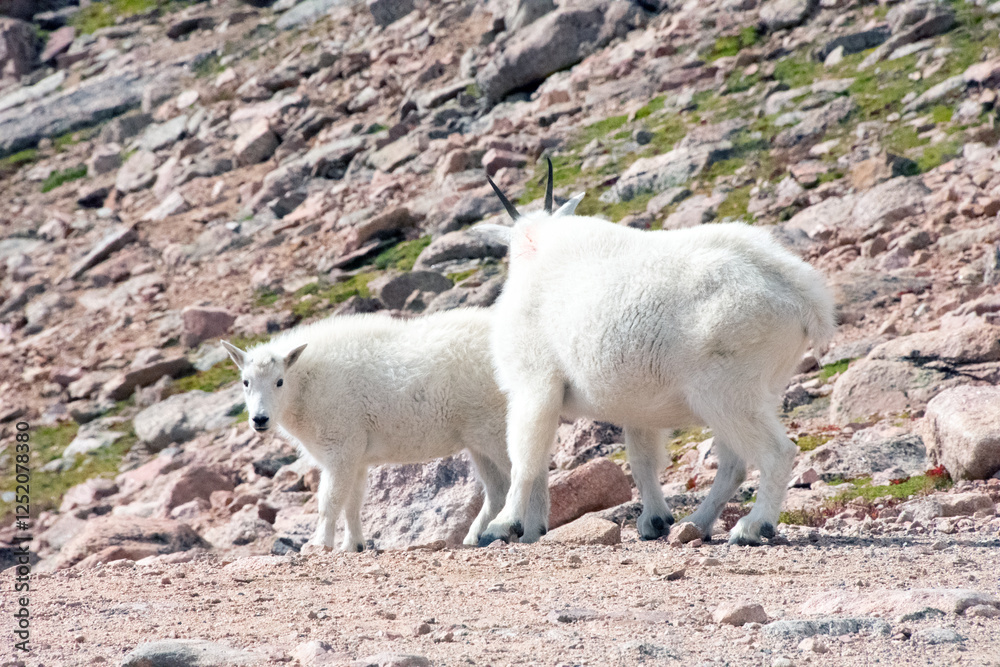 Mountain Goat Mount Evans Colorado Mountain Goat Mount Evans Colorado