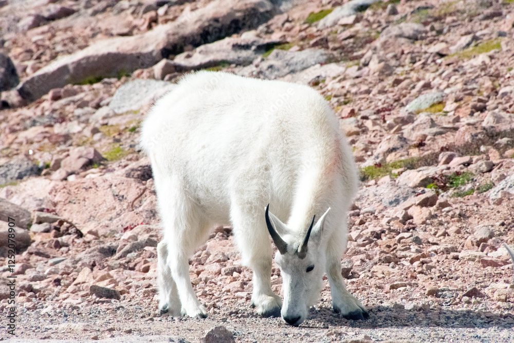 Mountain Goat Mount Evans Colorado Mountain Goat Mount Evans Colorado
