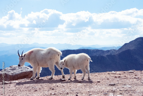 Mountain Goat and Kid Mt. Evans Colorado photo