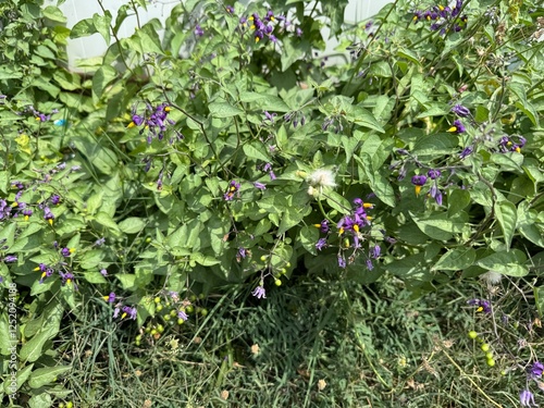 Fotografie Solanum dulcamara purple blooms