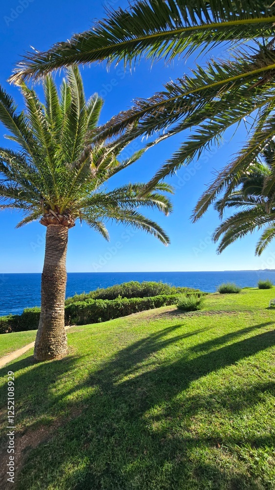 Obraz premium Große Palmen mit Meerblick auf Mallorca – Mediterrane UrlaubsstimmungPassende Tags für Adobe 