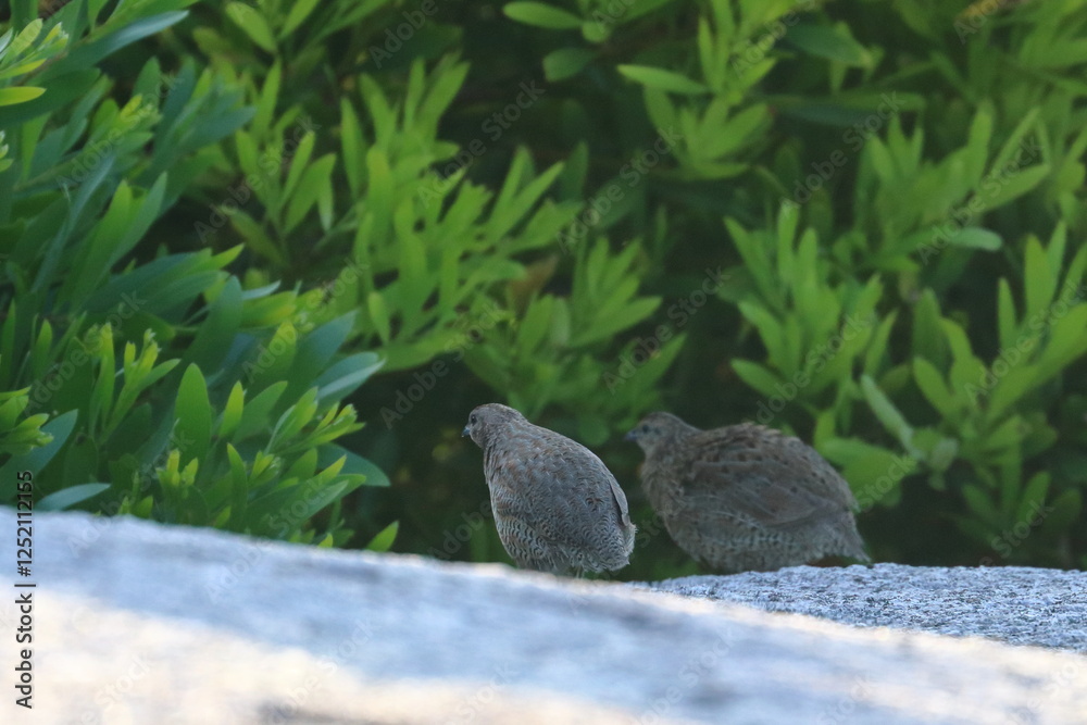 Obraz premium brown quail