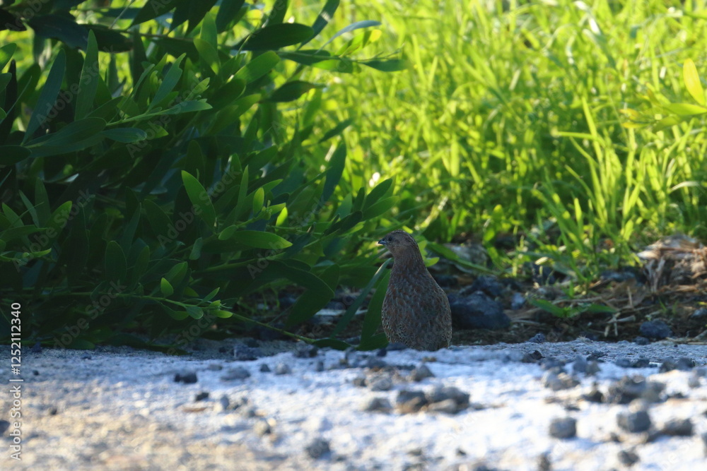 brown quail brown quail