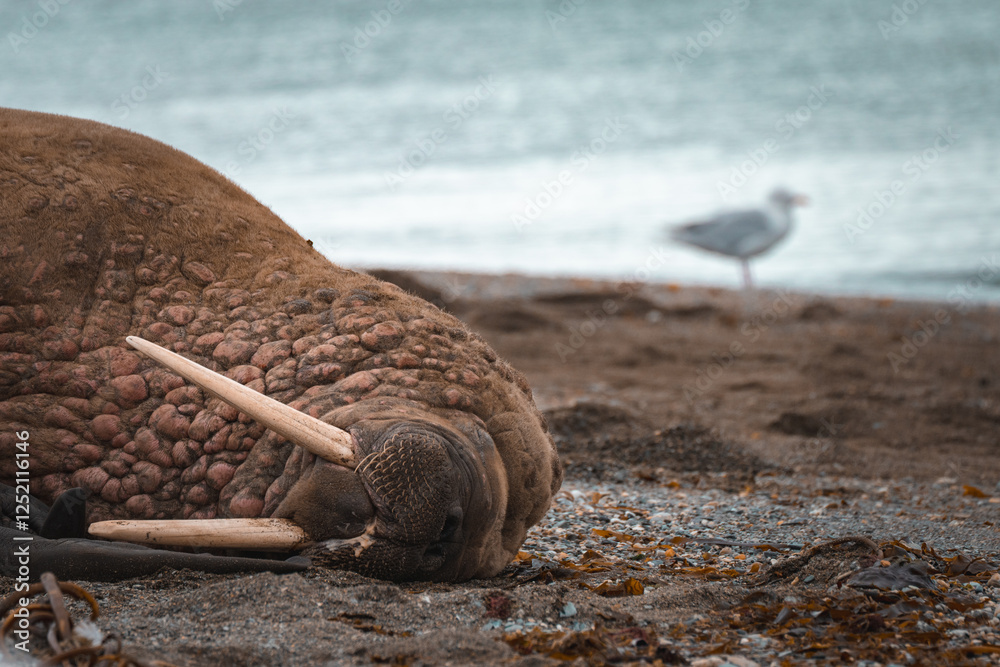 Obraz premium svalbard walrus