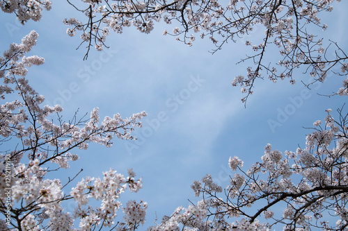 桜