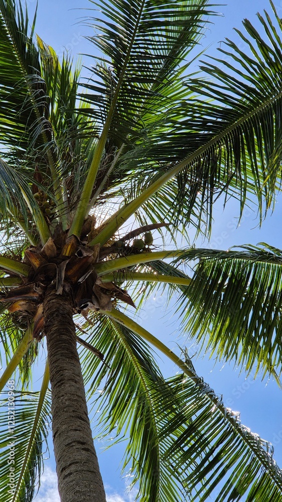 Obraz premium coconut palm tree