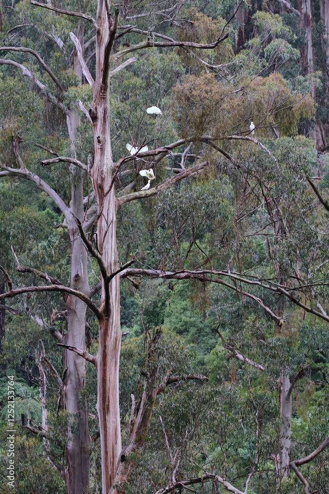 Fototapeta premium sulphur crested cockatoo