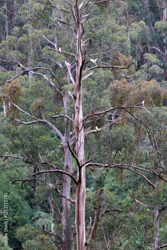 sulphur crested cockatoo photo