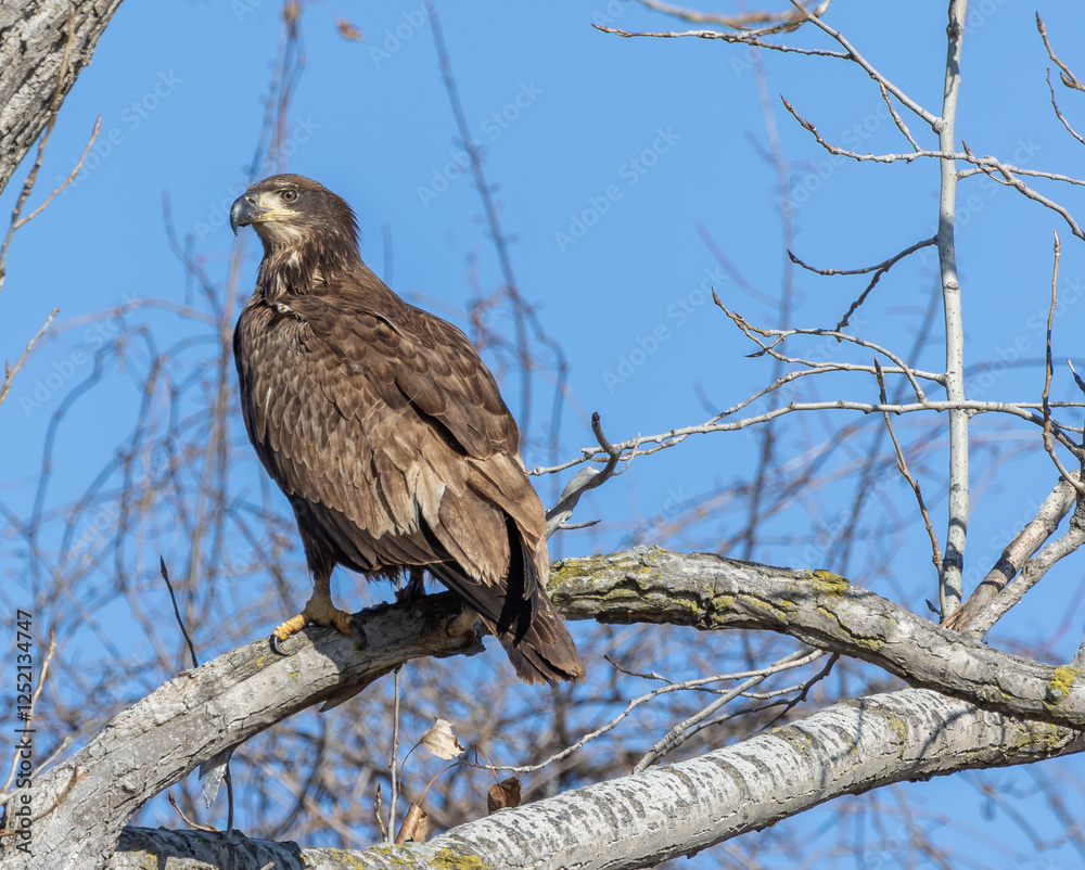 juvenal bald eagles near missouri river juvenal bald eagles near missouri river