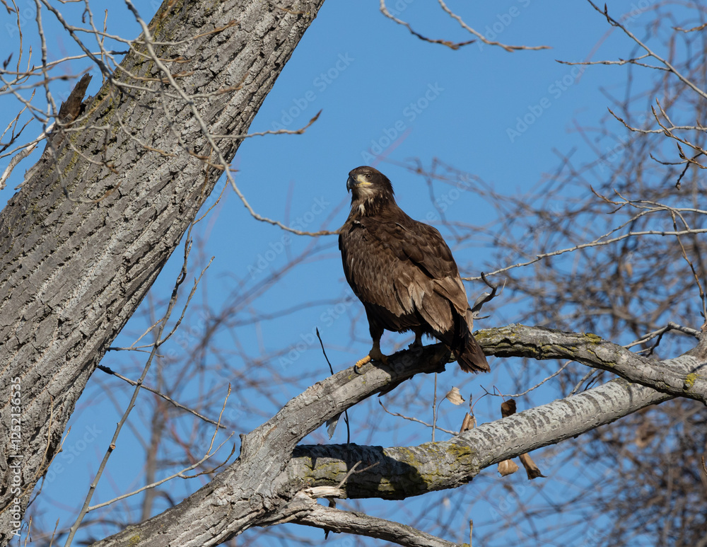 juvenal bald eagles near missouri river juvenal bald eagles near missouri river