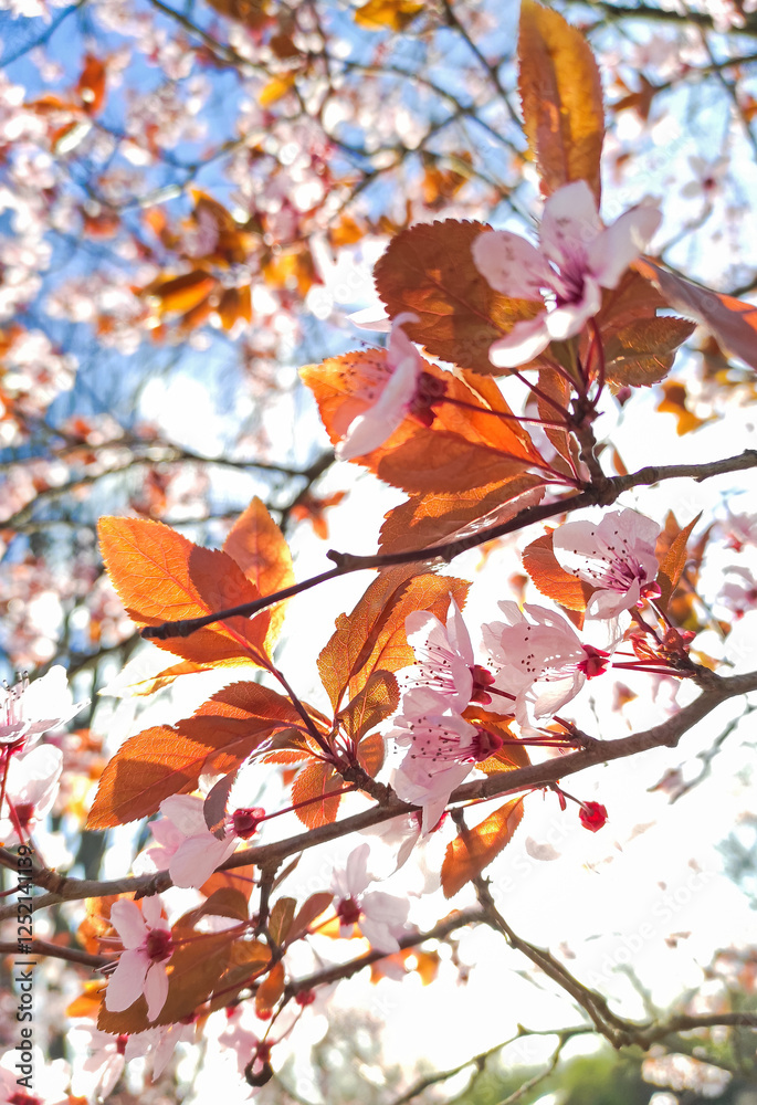 Close-up view of pink cherry blossoms on a tree branch, bathed in sunlight with a bright, clear sky in the background. Springtime Close-up view of pink cherry blossoms on a tree branch, bathed in sunlight with a bright, clear sky in the background. Springtime
