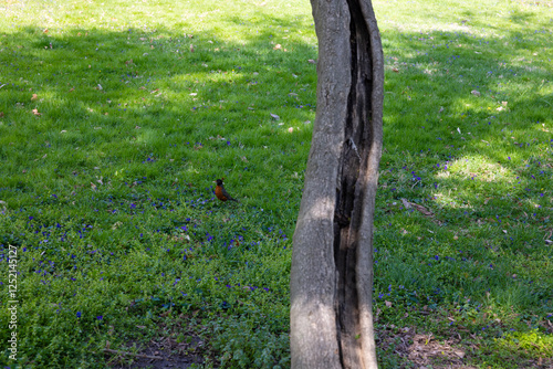 Tower grove park building and bird photo