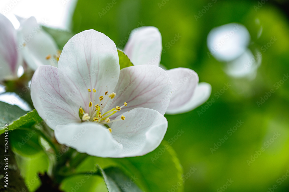 Springtime Apple Blossoms with a Bee in Flight Springtime Apple Blossoms with a Bee in Flight