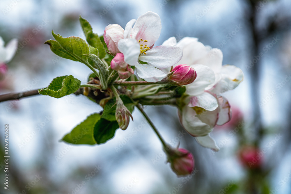 Apple Flowers and a Honeybee Gathering Nectar Apple Flowers and a Honeybee Gathering Nectar