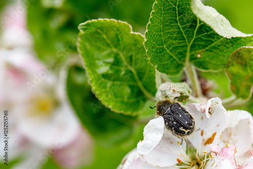 Epicometis Hirta on Apple Flower Spring Pollination photo