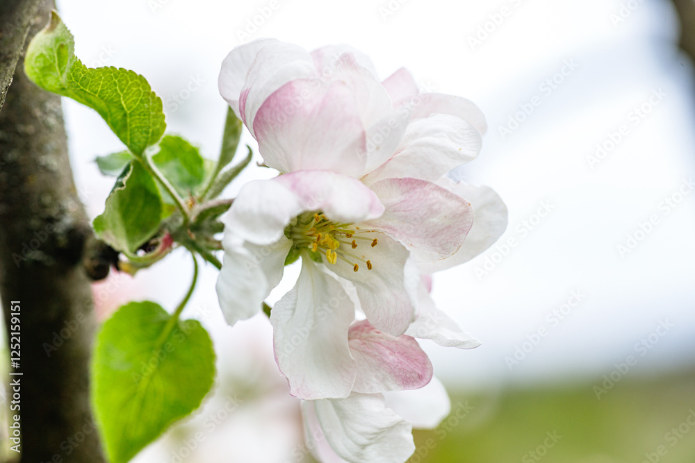 Fototapeta premium Fuzzy Beetle on Apple Tree Flower Macro View