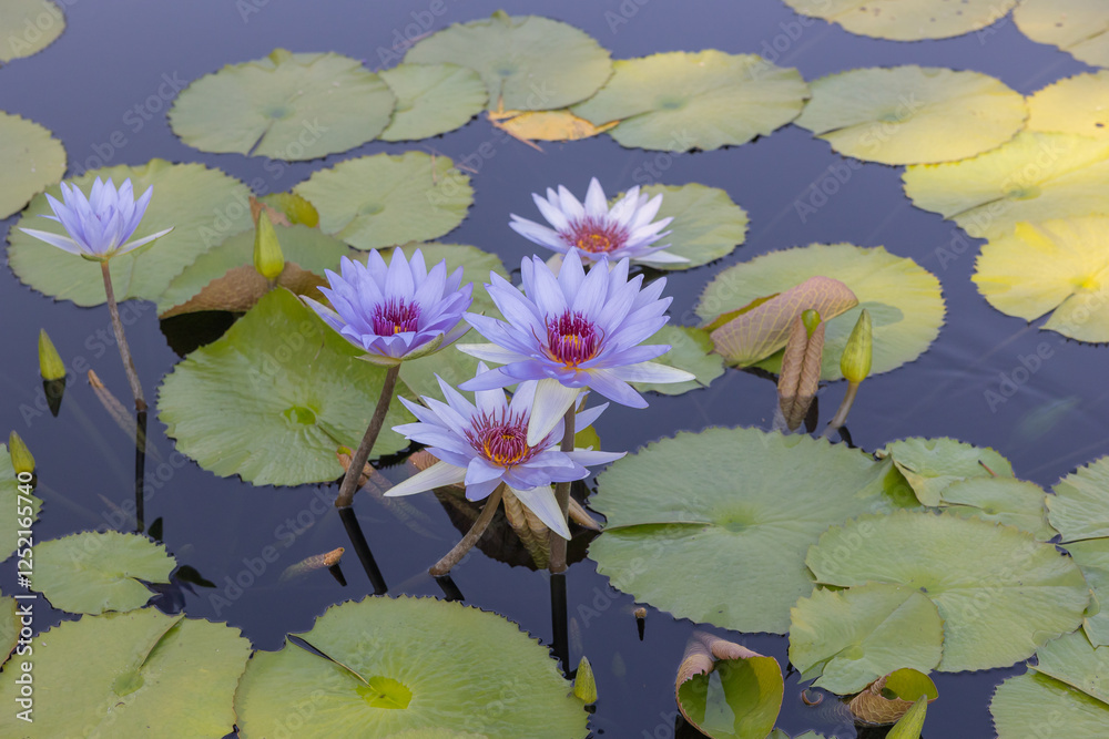 Lilly pad flowers from area lakes and ponds in missouri and IL Lilly pad flowers from area lakes and ponds in missouri and IL